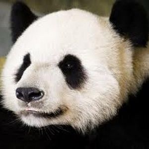 Meet your Posher, Lasair